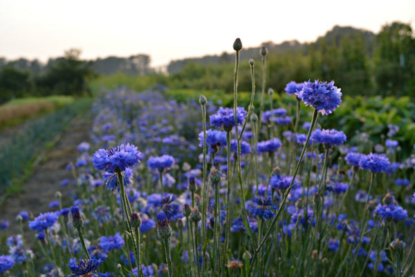 Bachelor's Buttons, 'Florist Blue Boy'
