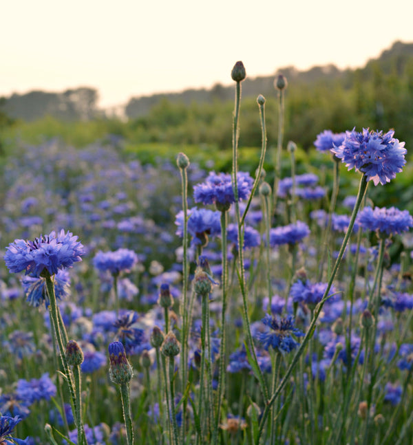 Bachelor's Buttons, 'Florist Blue Boy'