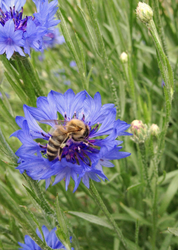 Bachelor's Buttons, 'Florist Blue Boy'