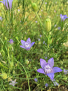 Nigella, 'Blue Stars'