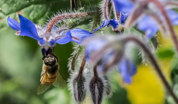 Borage
