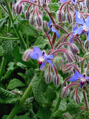 Load image into Gallery viewer, Borage