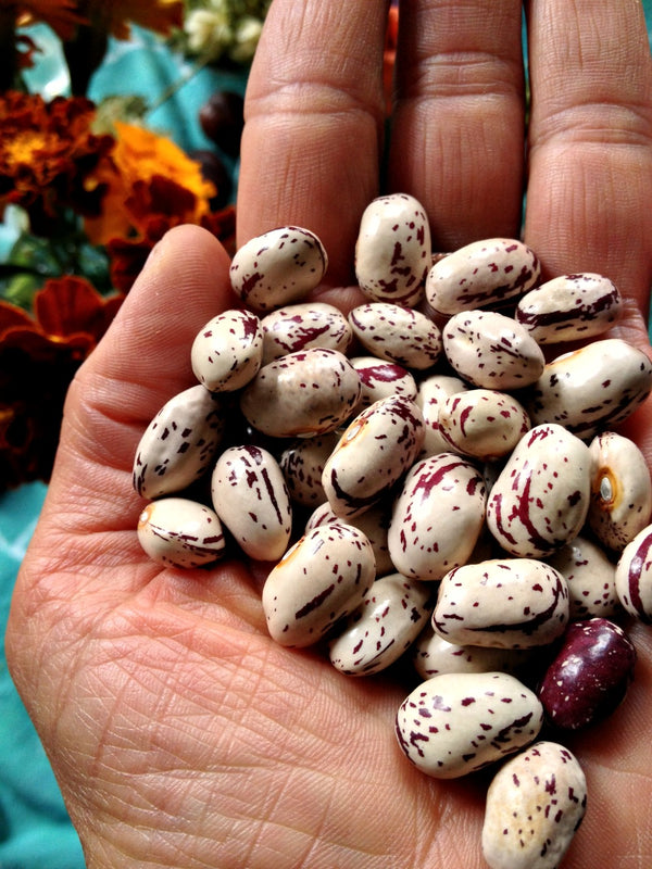 Bean, Pole Dry, 'Borlotto Gaston'