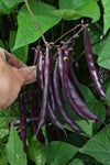 Bean, Bush Snap, 'Blooming Prairie'