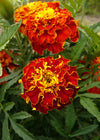 Marigold, 'French Brocade'