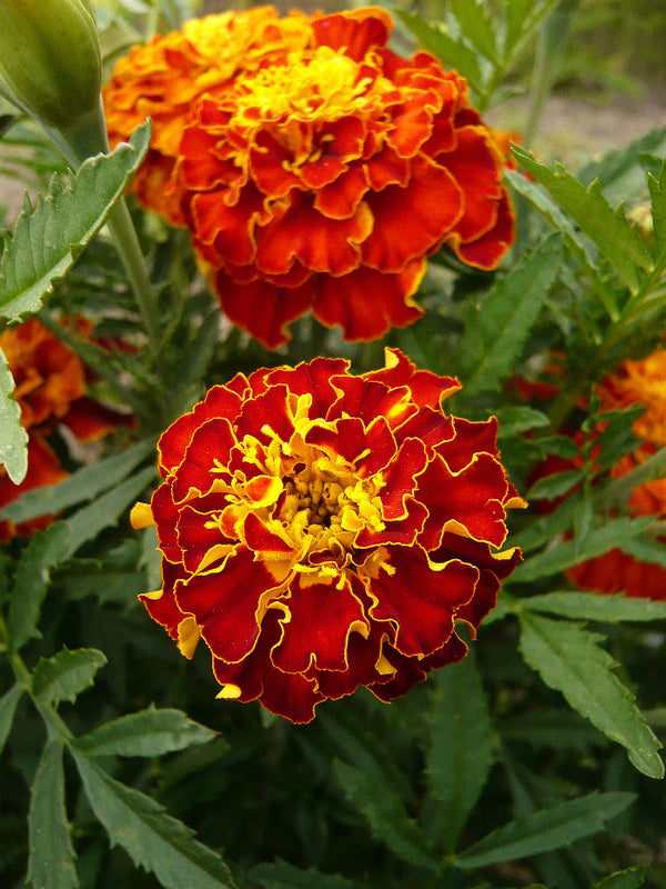 Marigold, 'French Brocade'
