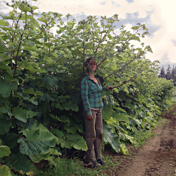 Burdock, 'Takinogawa'