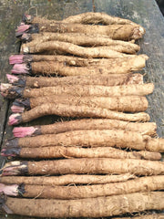 Load image into Gallery viewer, Burdock, 'Takinogawa'