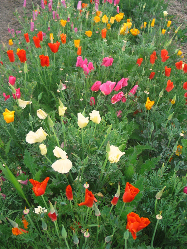 Poppy, California, 'California Mix'