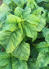 Amaranth/Callaloo, 'Suriname'