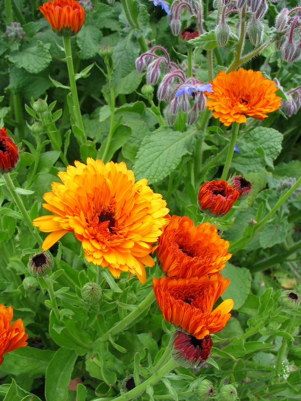 Calendula Mix