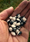 Bean, Bush Dry, 'Calypso '