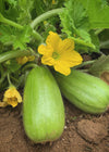Carosello, 'Leccese Light Green'