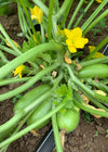 Carosello, 'Leccese Light Green'