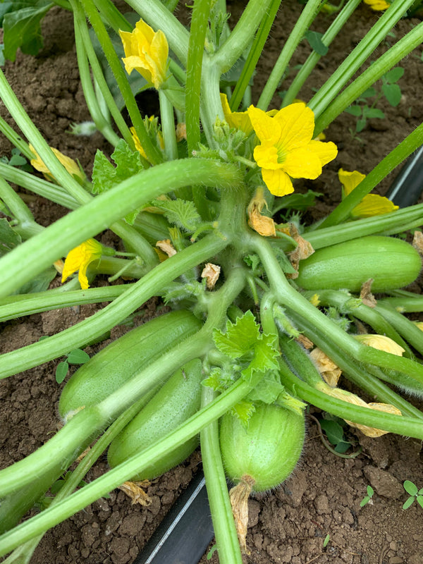 Carosello, 'Leccese Light Green'