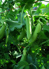 Snap Pea, 'Cascadia'