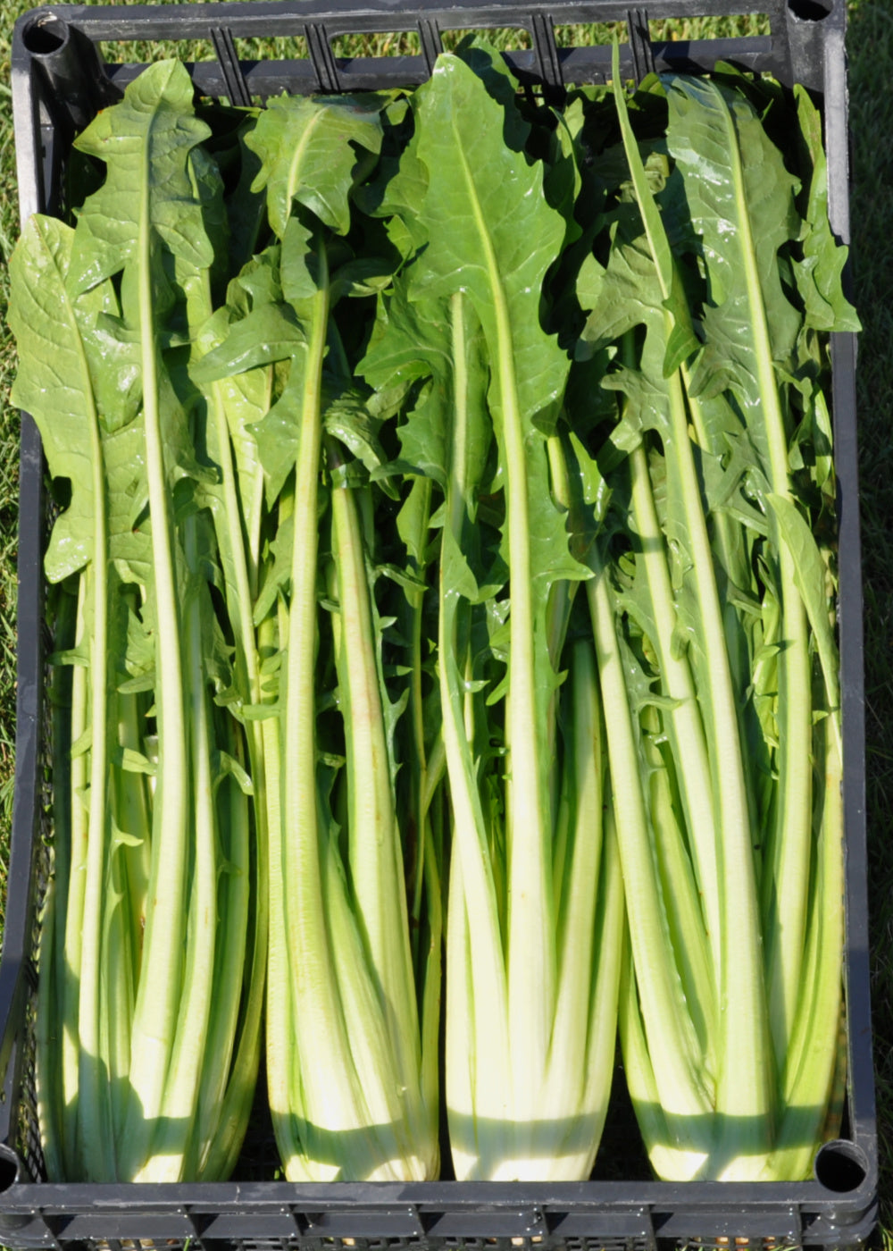 Chicory (Catalogna Gigante di Chioggia), 'Felix'
