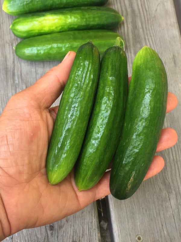 Cucumber, 'Çengelköy'