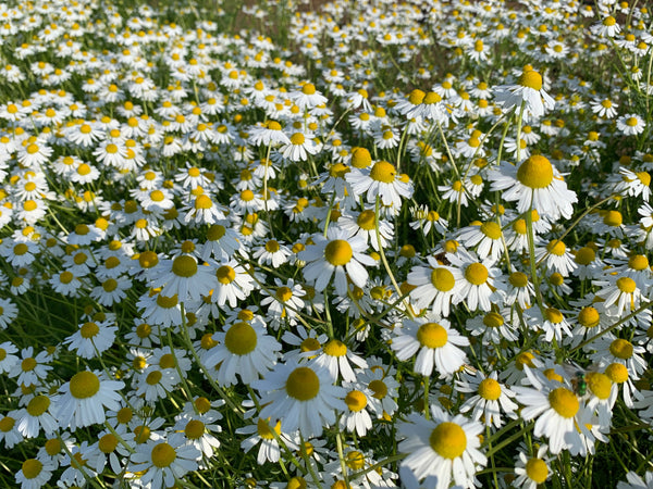 German Chamomile