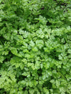 Chervil, 'Vertissimo'