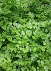 Chervil, 'Vertissimo'
