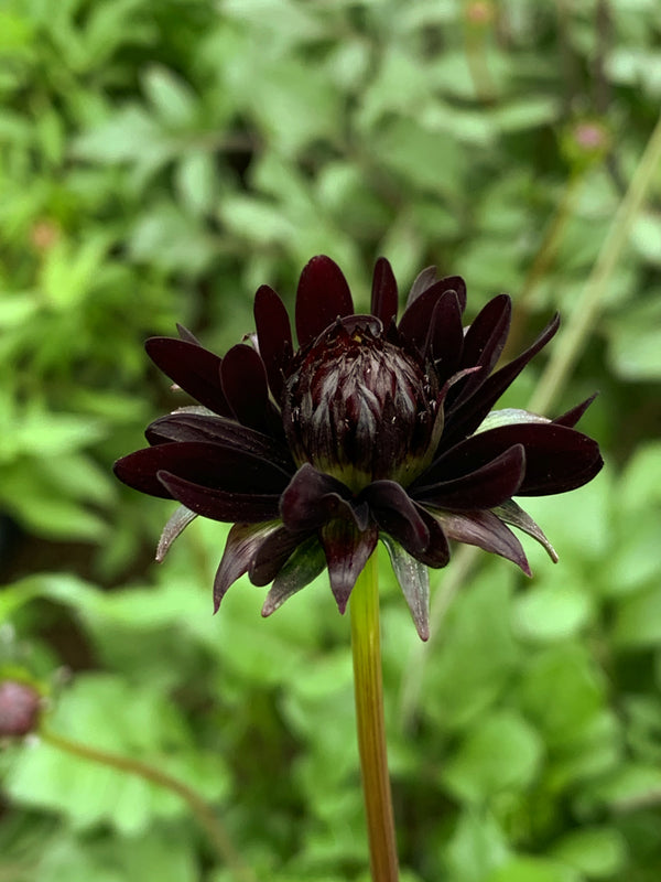 Cosmos, 'Chocolate'