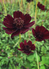 Cosmos, 'Chocolate'