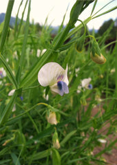 Cicerchia