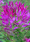 Cleome, 'Violet Queen'