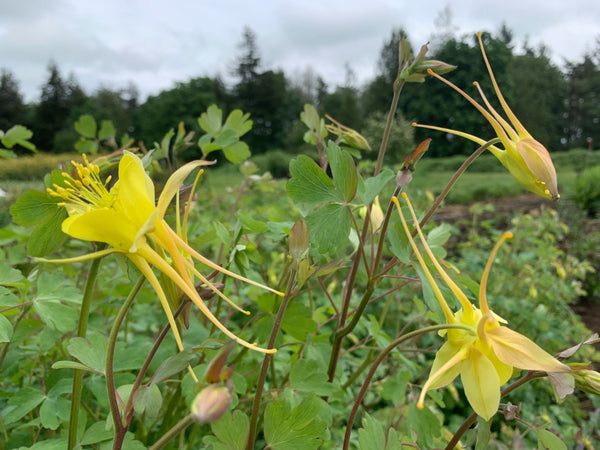 Columbine, 'Longspur'