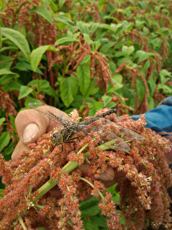 Amaranth, 'Coral Fountains'