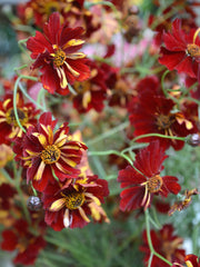 Load image into Gallery viewer, Coreopsis, 'Roulette'