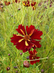 Load image into Gallery viewer, Coreopsis, 'Roulette'
