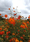 Cosmos, 'Diablo'
