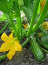 Zucchini, 'Costata Romanesco'