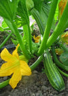 Zucchini, 'Costata Romanesco'