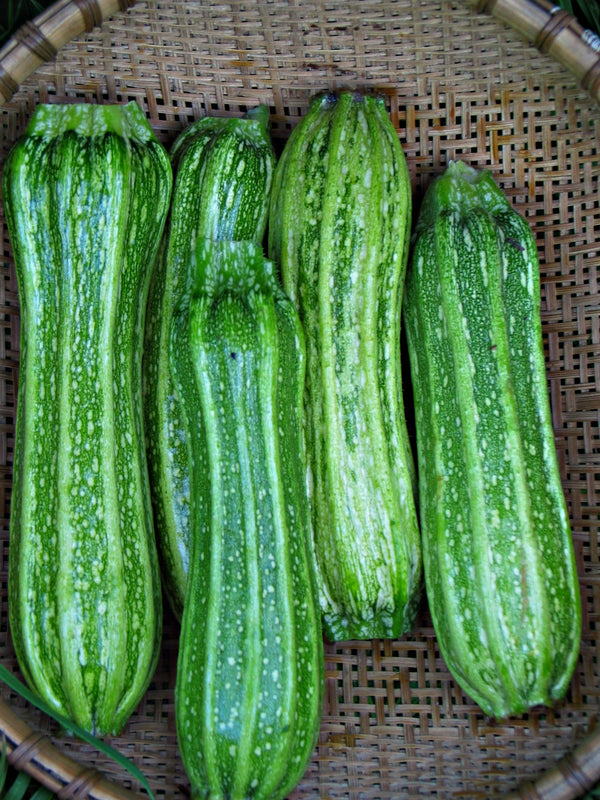 Zucchini, 'Costata Romanesco'