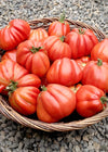 Tomato, 'Cuor di Bue Albenga'