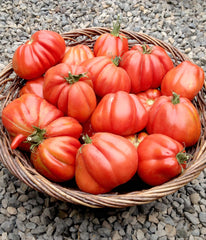 Tomato, 'Cuor di Bue Albenga'