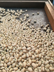 Load image into Gallery viewer, Cowpea, 'Fast Lady Northern/Southern Pea'