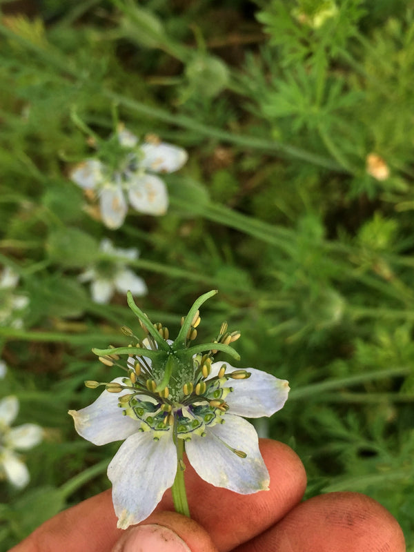 Nigella, 'Black Cumin'