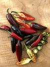 Hot Pepper, 'Czech Black'