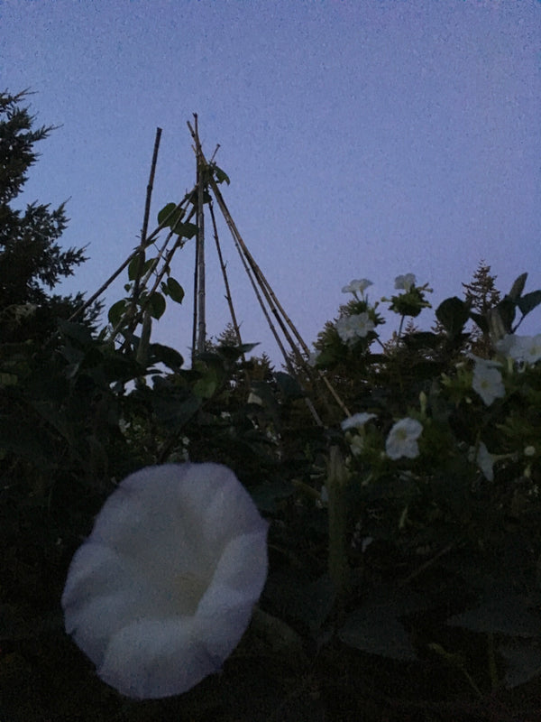 Datura, 'Sacred Datura'