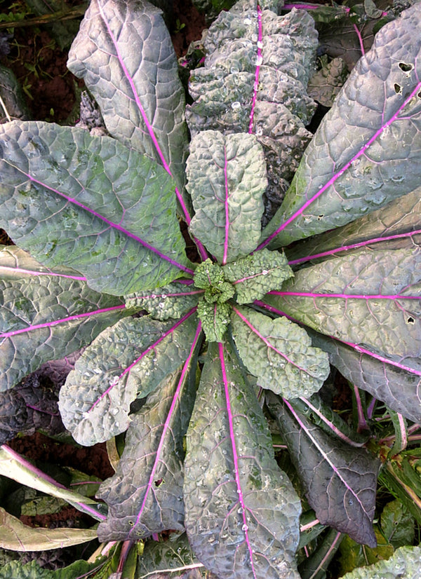 Kale, 'Dazzling Blue'