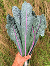 Kale, 'Dazzling Blue'