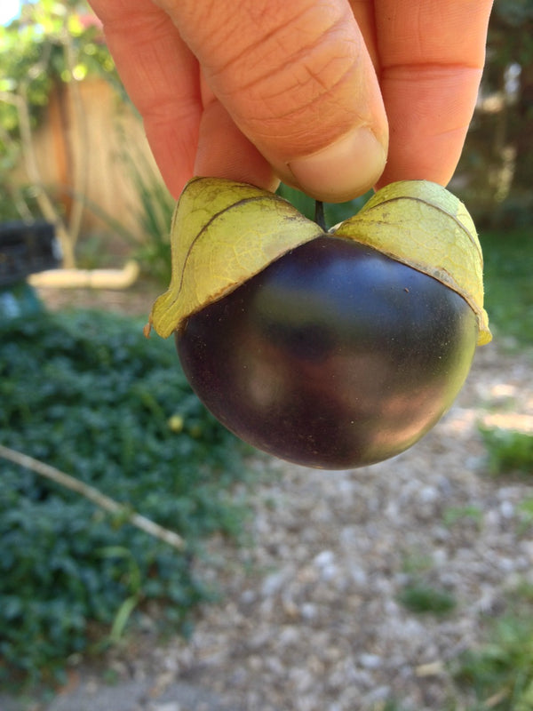 Tomatilla, 'De Milpa'