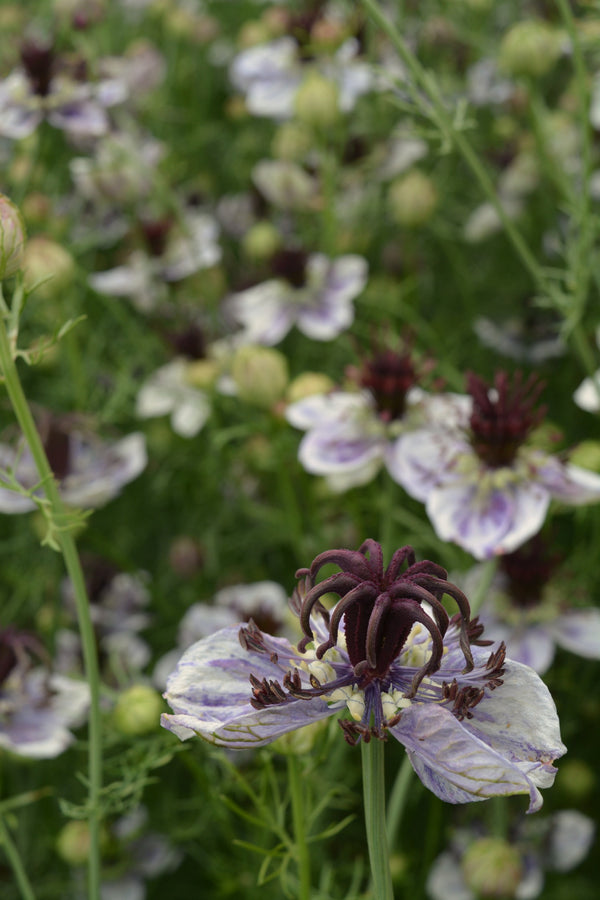 Nigella, 'Delft Blue'
