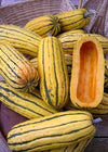 Winter Squash, 'Zeppelin Delicata'