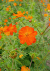 Cosmos, 'Diablo'