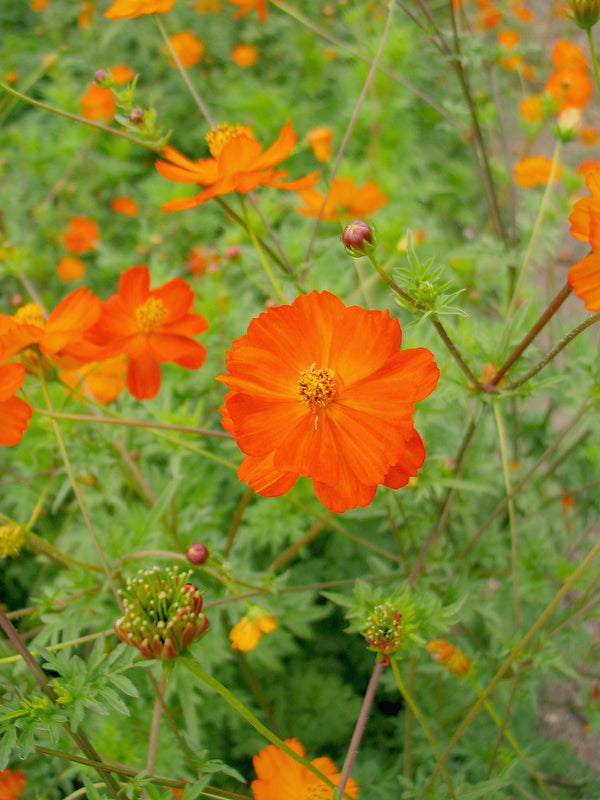 Cosmos, 'Diablo'